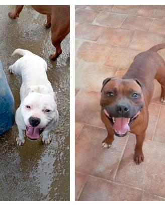cuccioli di Staffordshire bull terrier 