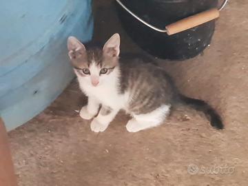 Gattini di circa due mesi