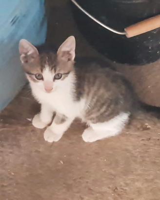 Gattini di circa due mesi