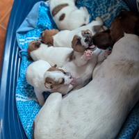 Jack Russel con vaccino