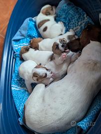 Jack Russel con vaccino