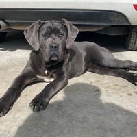 Cane corso