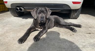 Cane corso