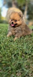 Spitz Pomerania