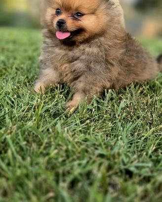 Spitz Pomerania