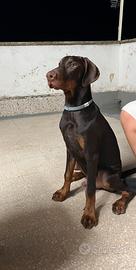 Dobermann