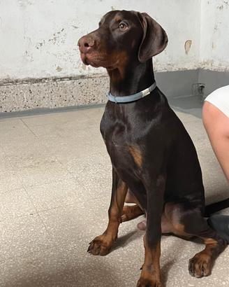 Dobermann