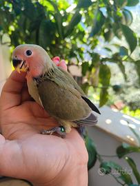 Inseparabili