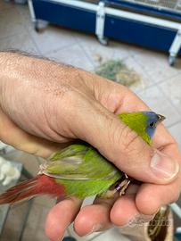Disponibili diamanti Kittliz ePappagallo