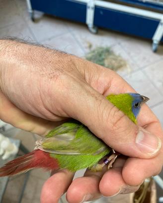 Disponibili diamanti Kittliz ePappagallo