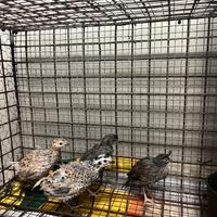 Colini della Virginia e della California