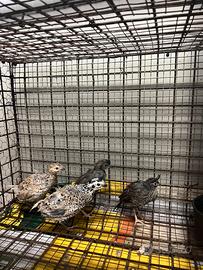 Colini della Virginia e della California