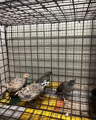 Colini della Virginia e della California