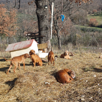 Segugio dell' Appennino