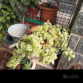 Aptenia cordifolia variegata