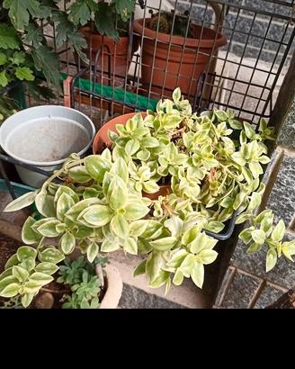 Aptenia cordifolia variegata