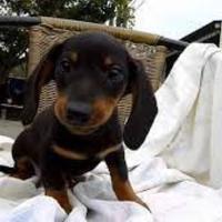 Bassotto nano maschietto