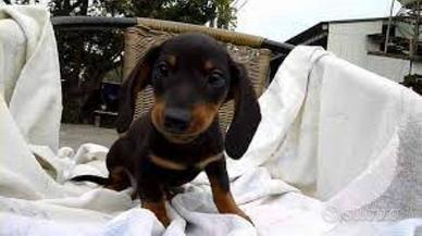 Bassotto nano maschietto