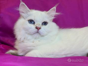 Gatto British Longhair Silver Maschio
