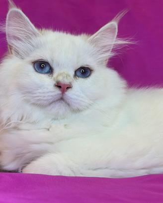 Gatto British Longhair Silver Maschio