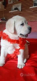 Labrador retriever con pedigree ENCI