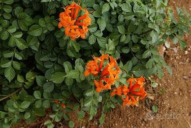 Piantine di Bignonia