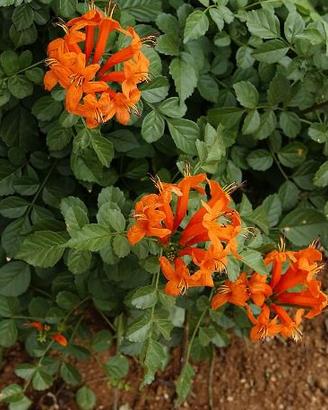 Piantine di Bignonia