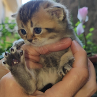 Stupendi gattini British
