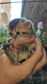 Stupendi gattini British