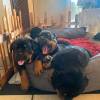 Cuccioli di rottwailer