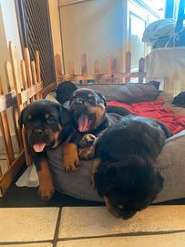 Cuccioli di rottwailer