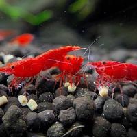 Neocaridina red cherry
