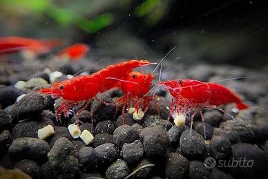 Neocaridina red cherry