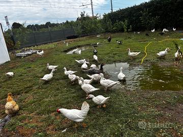 Galline papere faraone