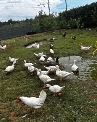 Galline papere faraone