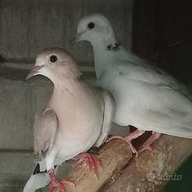 Coppie tortore dal collare