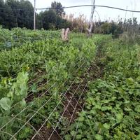 Terreno agricolo 1350 mq piantumato con casetta