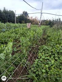 Terreno agricolo 1350 mq piantumato con casetta