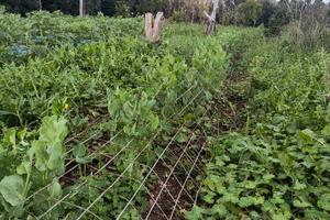Terreno agricolo 1350 mq piantumato con casetta