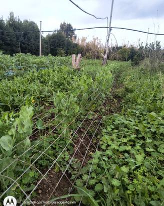 Terreno agricolo 1350 mq piantumato con casetta