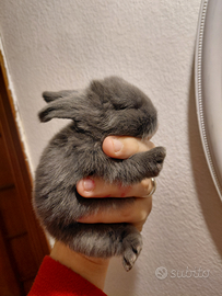 Coniglio ariete nano