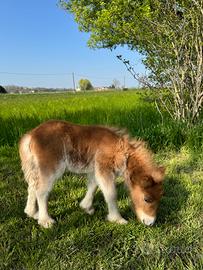 Pony Falabella
