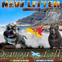 Cuccioli di american bully poket