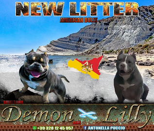 Cuccioli di american bully poket