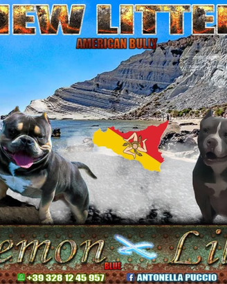 Cuccioli di american bully poket