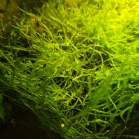 starter kit muschio di Java acquario