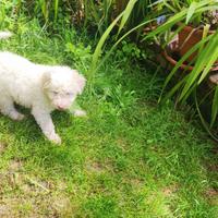 Cucciola di lagotto romagnolo