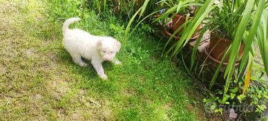 Cucciola di lagotto romagnolo