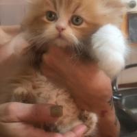 Cuccioli di persiano