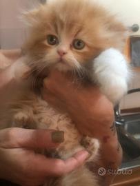 Cuccioli di persiano